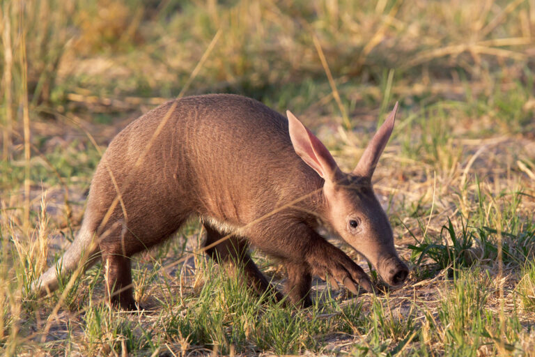 The Aardvark Africa’s Nighttime Earth-Digger