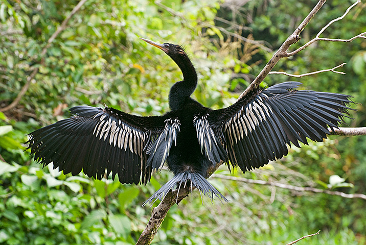 The Snakebird Nature’s Mysterious Underwater Hunter