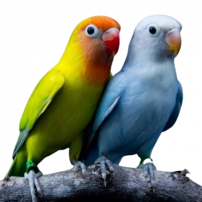 Facts-About-Lovebirds-removebg-preview