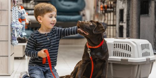 cute-brown-dog-pet-shop